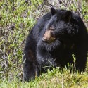 Drought Drives Bears Into Three Rivers