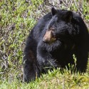 Bear Attack in Mariposa County