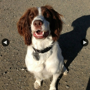 dodger