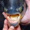 Fish Story With Real Bite