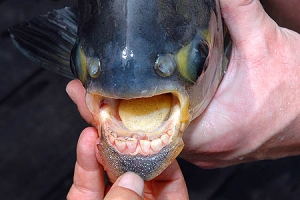 freshwater pacu