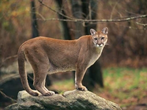 mountain lion