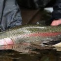 Rainbow Trout Rescued, Shipped to Shaver Lake