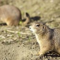 Plague Scare Closes Yosemite Campground
