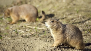 rodents