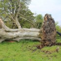 More Trees Falling Amid Heavy Rains