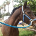 Contaminated Feed Killing Horses In The Valley