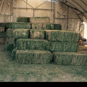 ALFALFA