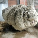 Wild Sheep May Eclipse Wool Record