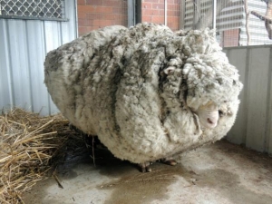 Chris the Sheep