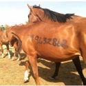 Feeding Evacuated Horses From Rough Fire