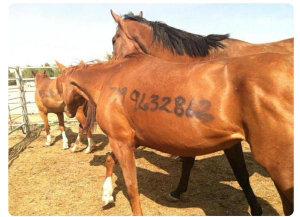 HORSE2