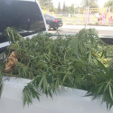 $120K of Pot Seized Near Fresno School