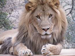 cat haven lion