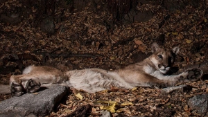 cougar