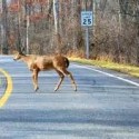Watch Out for Wildlife Week