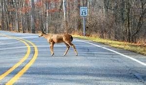 deer