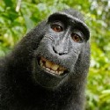 PETA Seek To Claim Selfie Copyright To Benefit Monkey Who Took It
