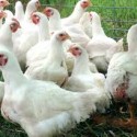 California Poultry to Japan