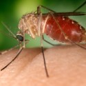 Fresno County Reports First West Nile Death of 2019