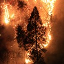 CA Seeks to Use Violent Offenders to Fight Wildfires
