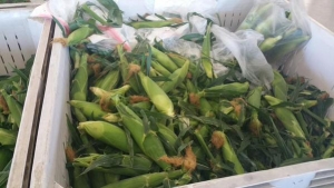 corn1