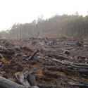 Calif. Seeks to Combat Deforestation