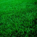 Gov. Brown Signs Synthetic Turf Legislation