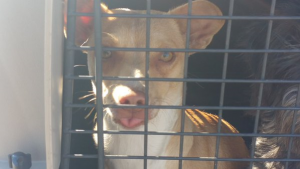camp dog