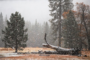 first-snow-yosemite-2013