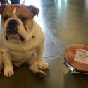 ‘Helping Hams’ Campaign Kicks Of At Fresno State
