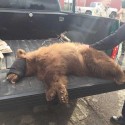 Cinnamon – The Stowaway Bear Returned To Mountains