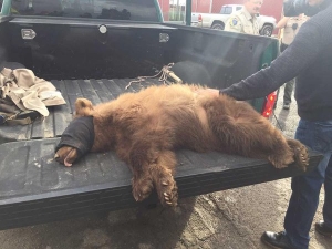 BEAR CINNAMON