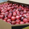 “Food To Farm Month” Celebrated At Fresno Food Bank