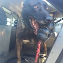Fresno Domestic Violence Suspect Nabbed by Police Canine