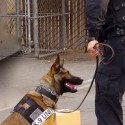 Officer Raising Money to Buy Canine From Los Banos Police