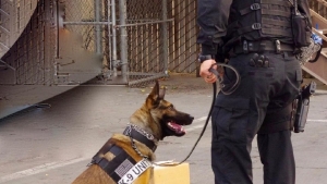 WESTBROOK CANINE