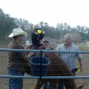 Horse Therapy Ranch Hopes To Assist War Veterans