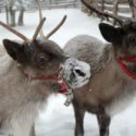 Santa’s Reindeer Cleared To Enter California