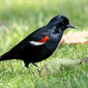 Tricolored Blackbird Eligible for Protections Under Endangered Species Act