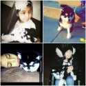 Puppy Stolen From Fresno Girl Battling Brain Tumor