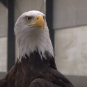 VIDEO: Drone Defeating Eagles Being Tested Out In The Netherlands