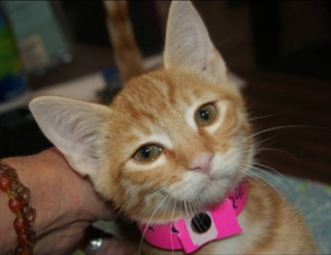 SpayDayKitten