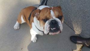 bulldog sees self driving shuttle