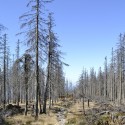 CA Fire Prevention Fee Revenue Used to Remove Dead, Dying Trees