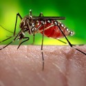 First Travel-Related Case of Zika Virus in Fresno County