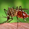 Study Examines Fresno’s Risk for Zika Virus Copy