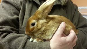 BUNNY