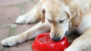 PET WATER