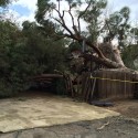 A Tree Falls In Fresno – Who’s At Fault?